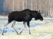 Лоси в городе