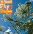 Вред и опасность борщевика Сосновского