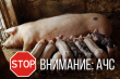 В Ивановской области новая вспышка Африканской Чумы Свиней!