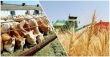 Повышение квалификации «Организация крестьянского (фермерского) хозяйства: поддержка начинающих фермеров»