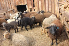 Уважаемые владельцы мелкого рогатого скота!